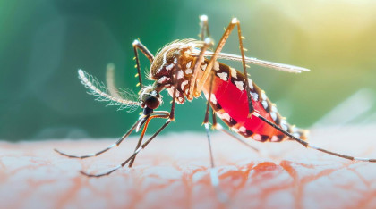 ডেঙ্গুতে হাসপাতালে ভর্তি আরও ১৭ জন