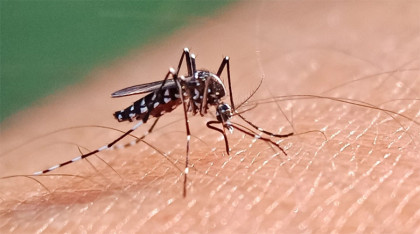 ডেঙ্গুতে হাসপাতালে ভর্তি আরও ১৪ জন