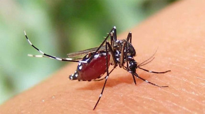 ডেঙ্গু আক্রান্ত আরও ২৮ জন হাসপাতালে