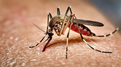 ডেঙ্গুতে প্রাণ গেল আরও একজনের মৃত্যু