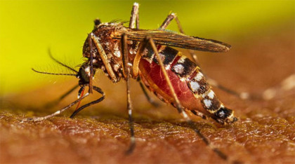 ডেঙ্গুতে আরও একজনের মৃত্যু