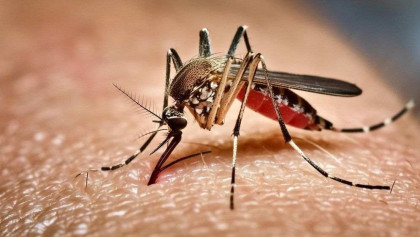 একদিনে ডেঙ্গুতে ৩ প্রাণহানি, হাসপাতালে ভর্তি ৩৭২